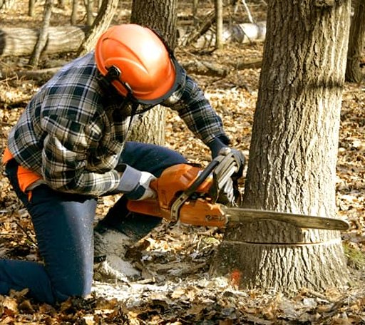 Tree Removal in Eden, NY